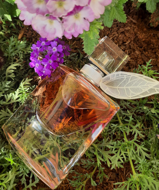 ✨ Carolina Herrera GOOD GIRL, Lancôme LA VIE EST BELLE e Carolina Herrera 212 VIP ROSÉ 🏆